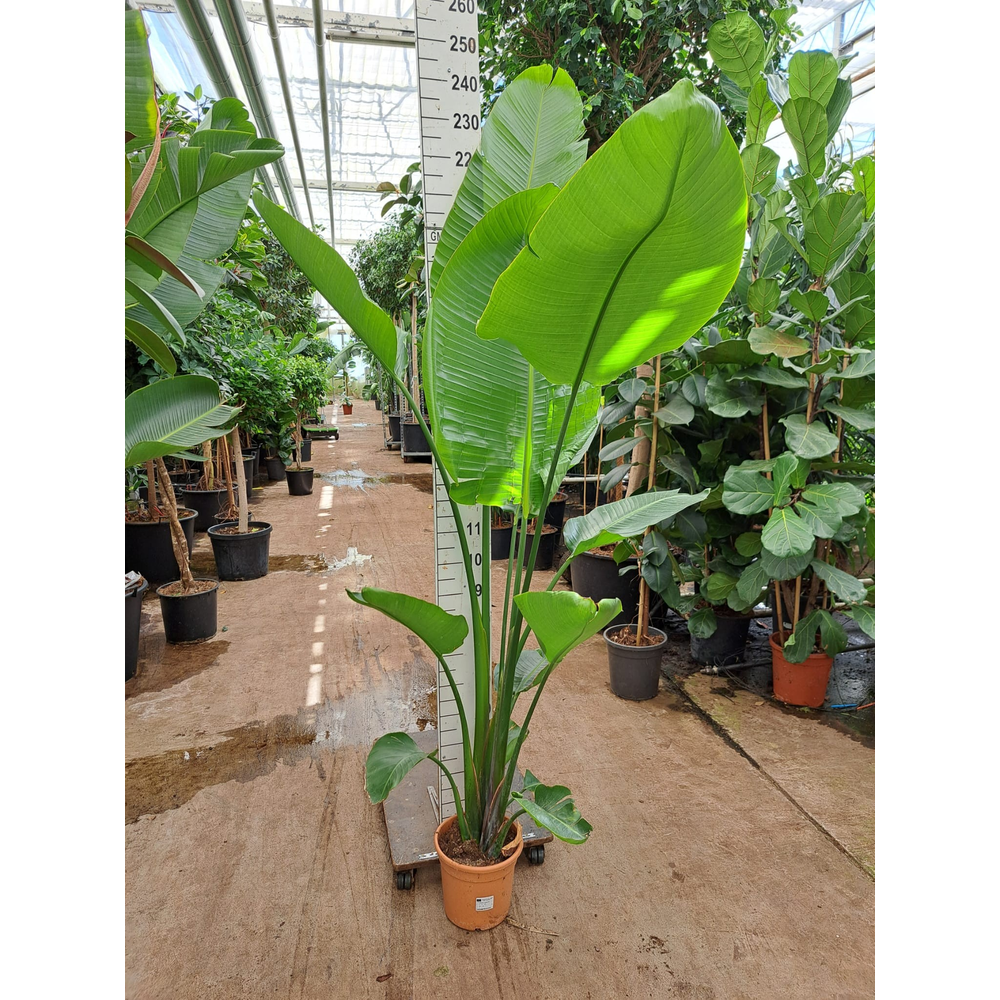 Strelitzia Nicolai toef 240.