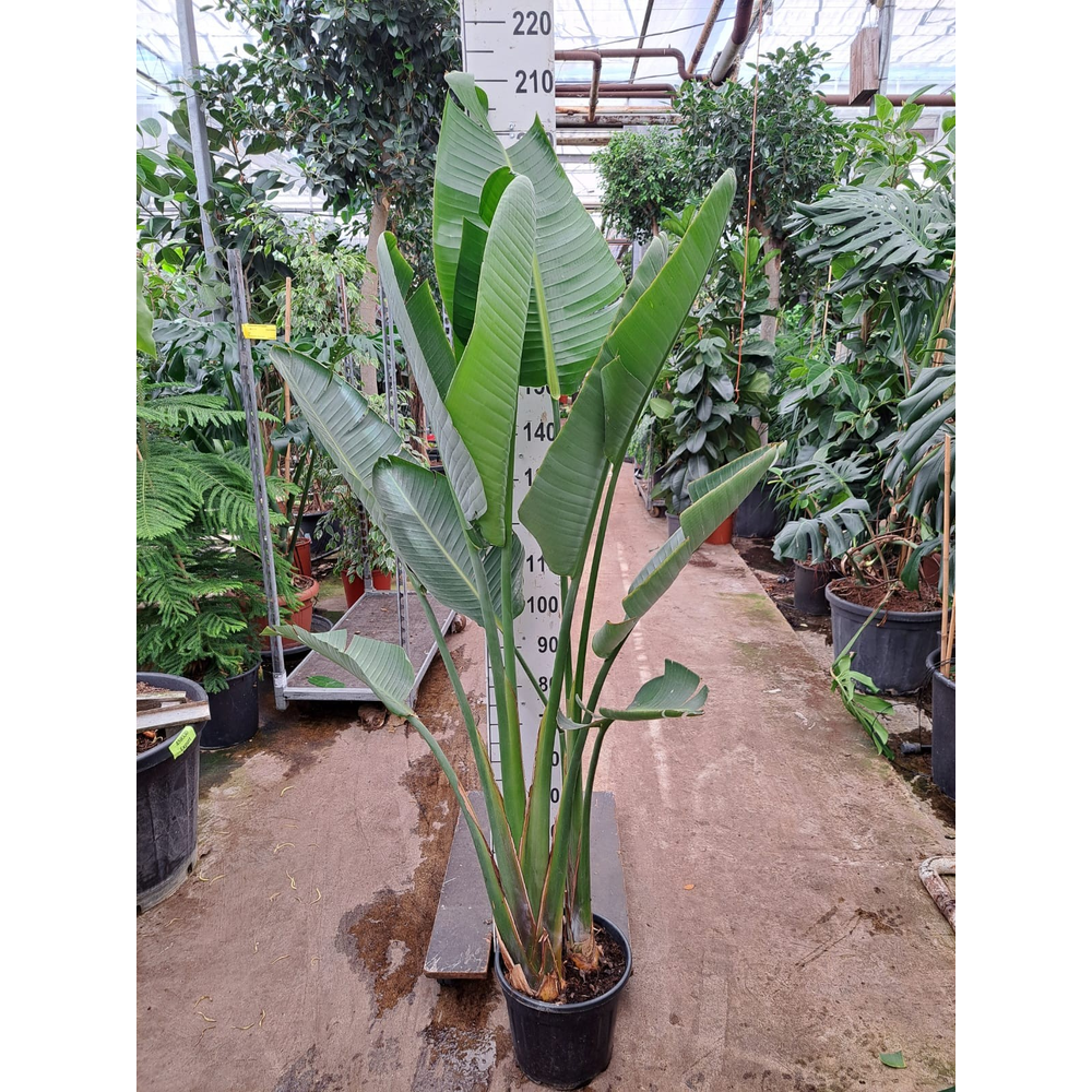 Strelitzia Nicolai 200.