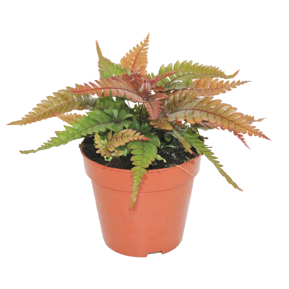 Pteris Quadriaurita 'Tricolor'.