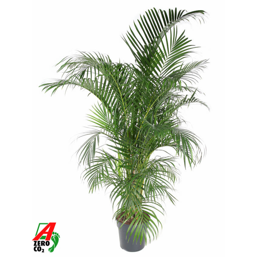 Dypsis Lutescens(Areca) P31-170.