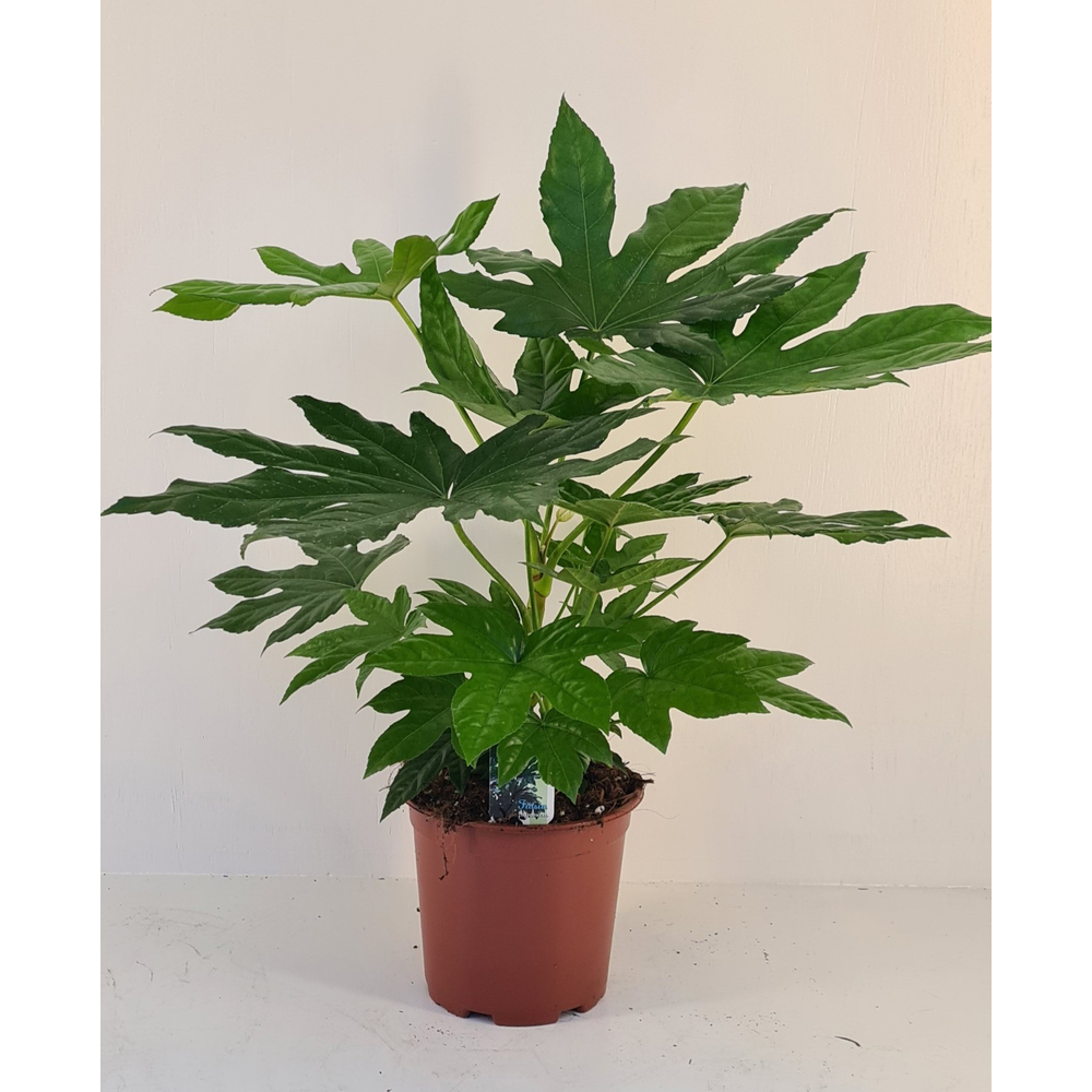Fatsia japonica.