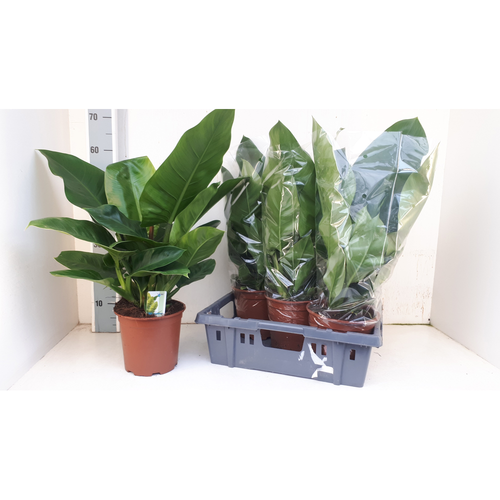 Philodendron Im. Green.