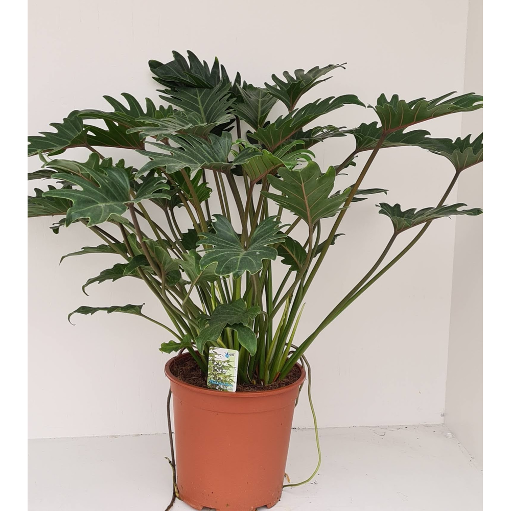 Philodendron Xanadu.