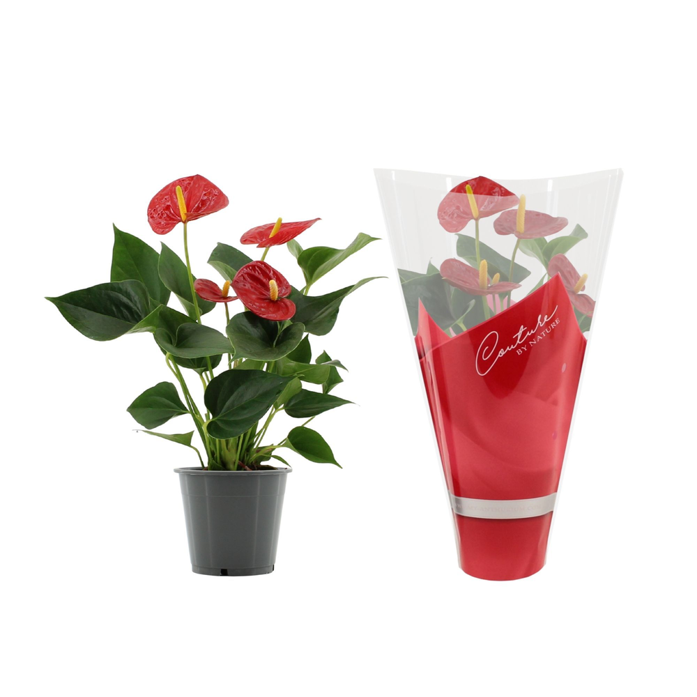 Anthurium Success Red in Couture sleeve.