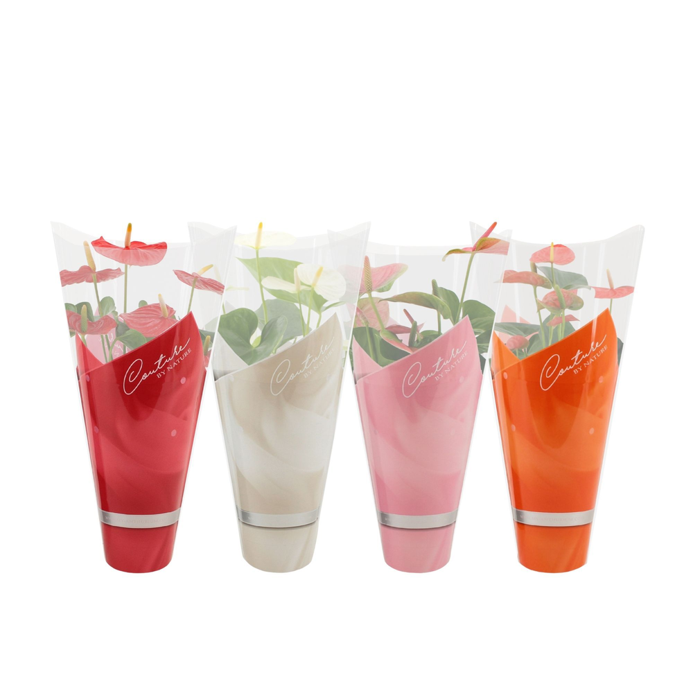 Anthurium 4 color mix in Couture sleeve.