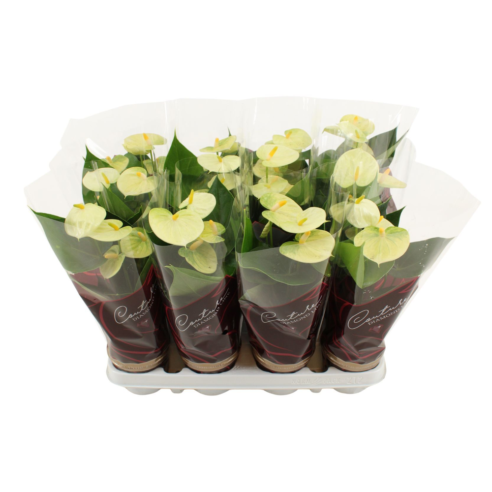 Anthurium Vanilla in Couture Diamond sleeve.