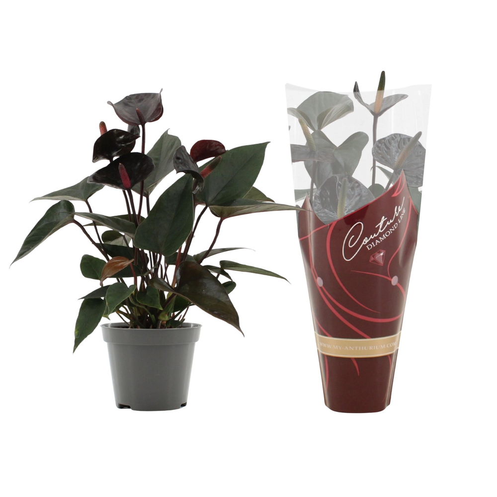 Anthurium Black Love in Couture Diamond sleeve.