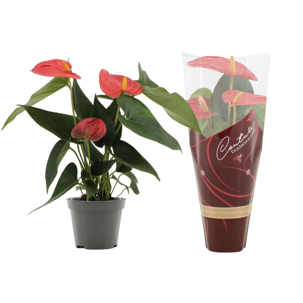 Anthurium Solara in Couture Diamond sleeve.