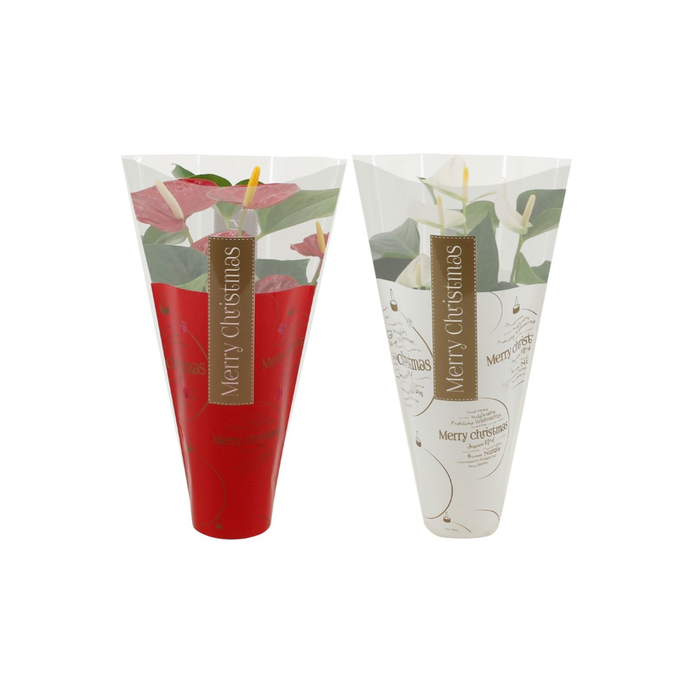 Anthurium Red & White mix in Ruby sleeve.