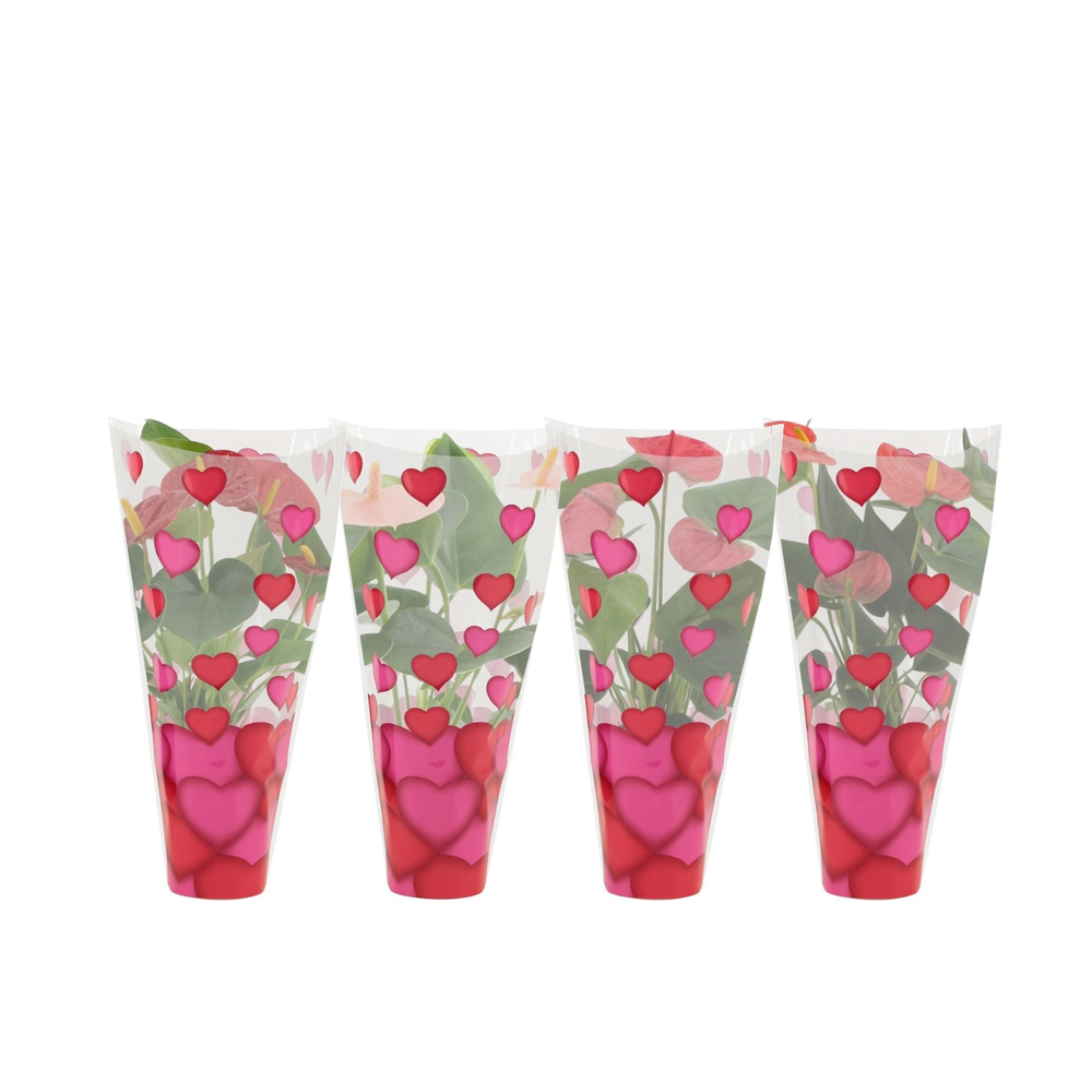 Anthurium 4 color mix in heart sleeve Lilly.