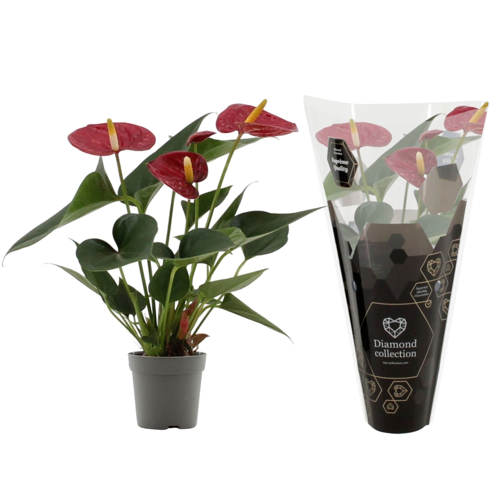 Anthurium 7 cm Diamond Red in Diamond sleeve.