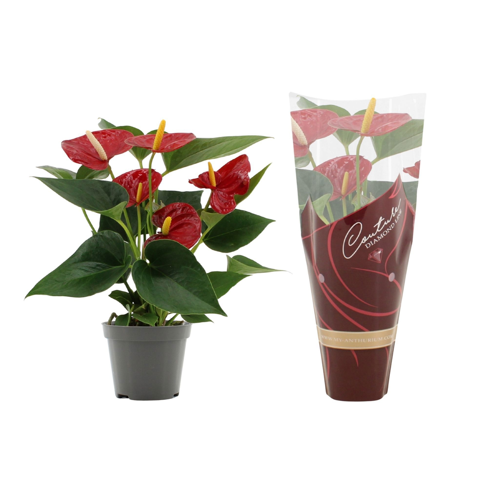 Anthurium Diamond Red in Couture Diamond Line Purp.