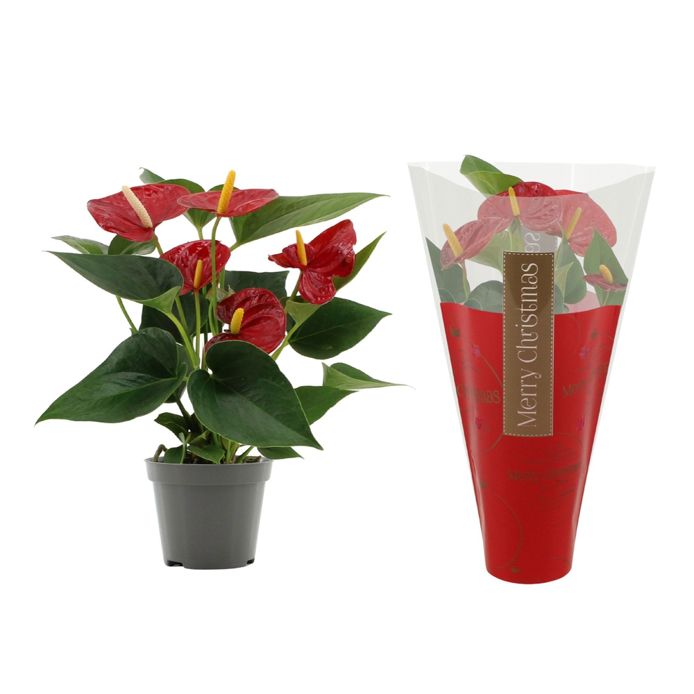 Anthurium Diamond Red in Ruby sleeve.