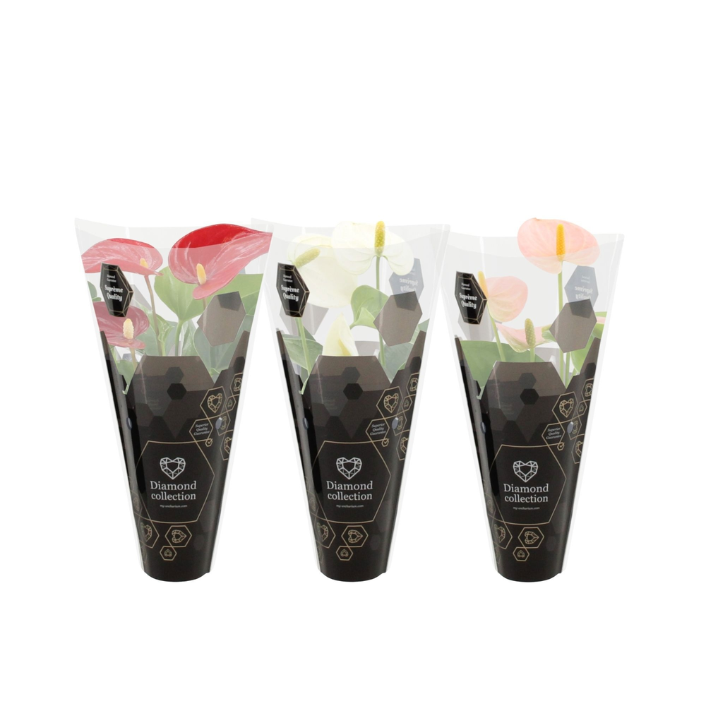 Anthurium 3 color mix in Diamond sleeve.