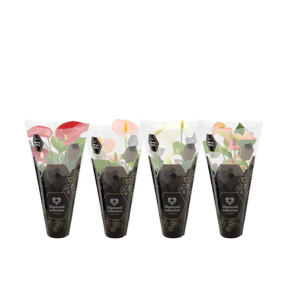 Anthurium 4 color mix Diamond sleeve.