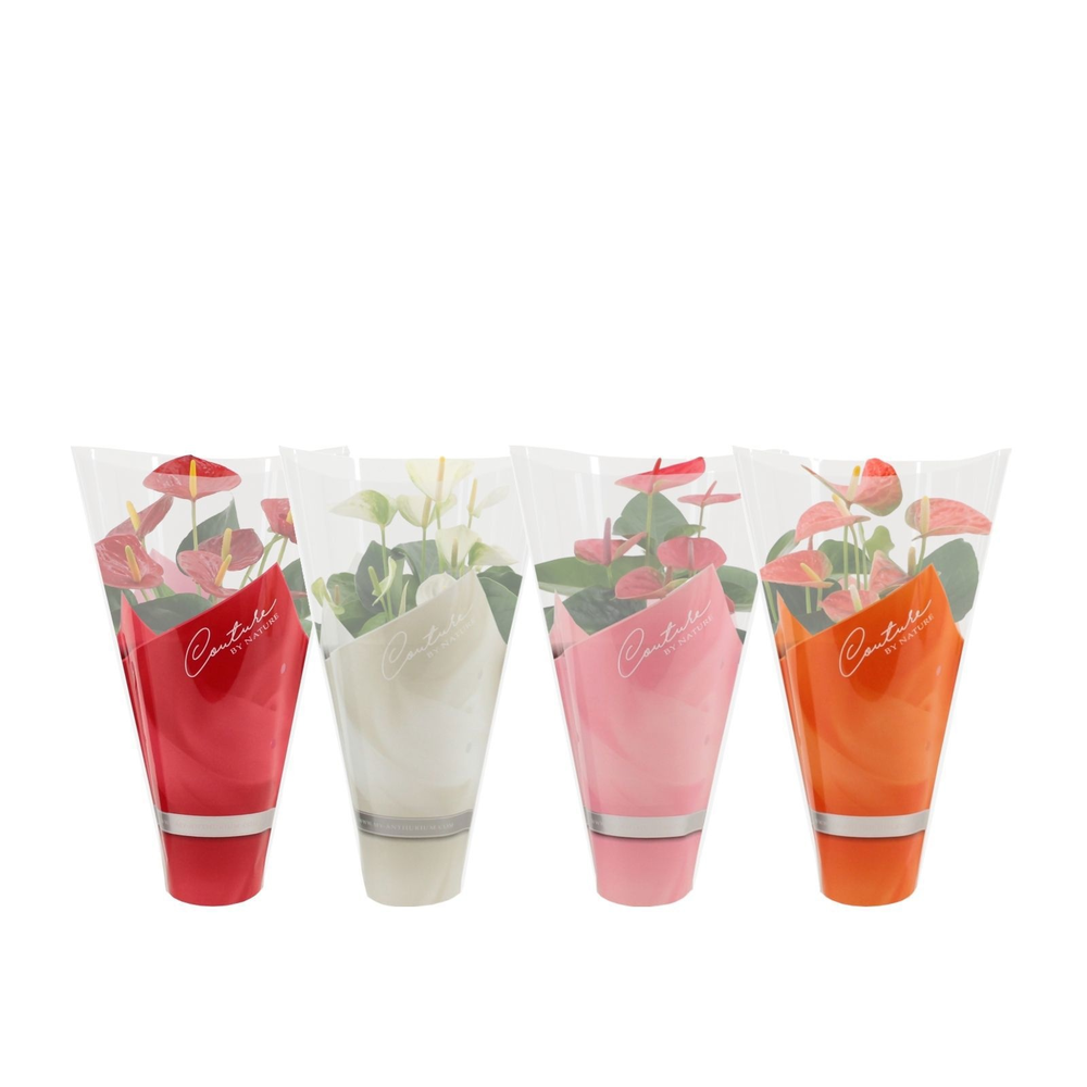 Anthurium 4 color mix in Couture sleeve.