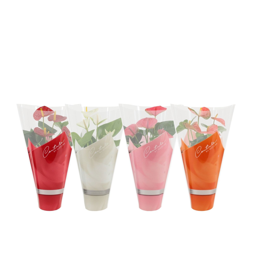 Anthurium 4 color mix in sleeve.