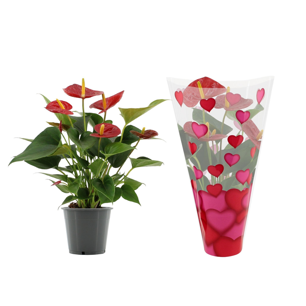 Anthurium Diamond Red in heart sleeve Lilly.