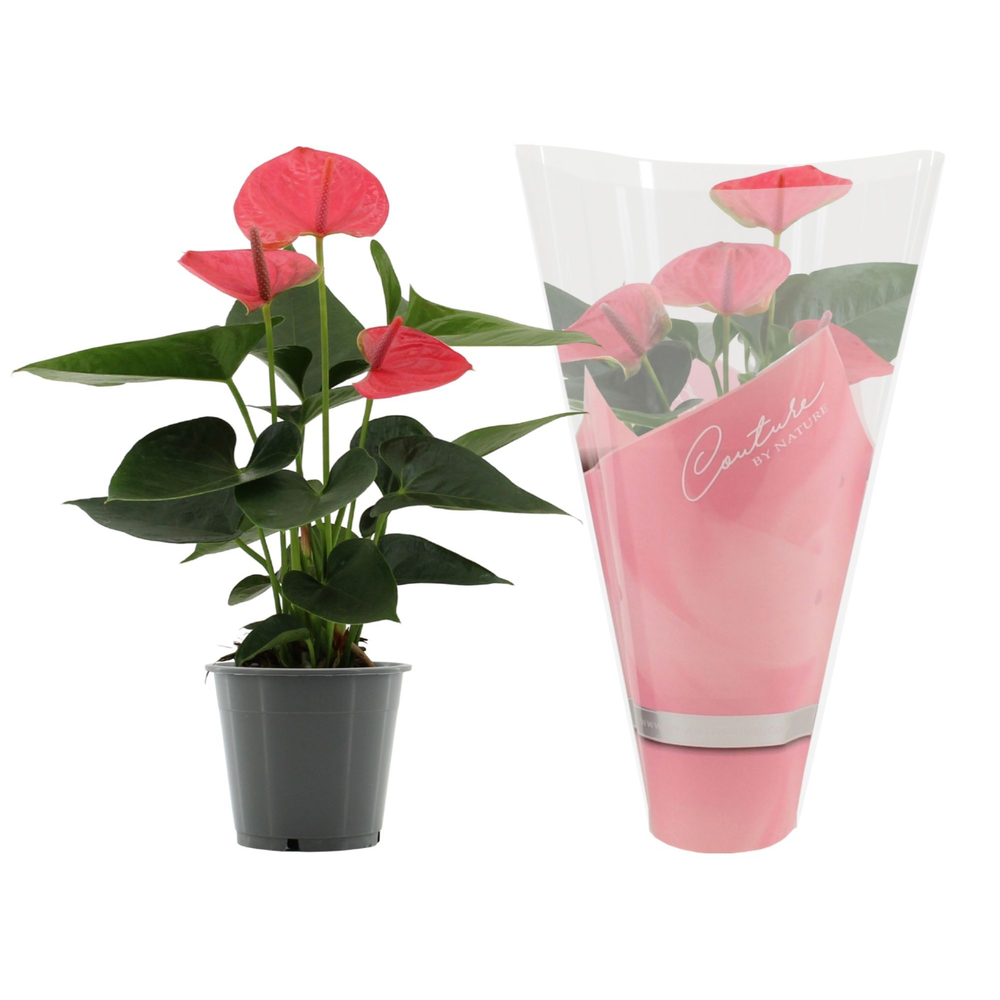 Anthurium Sweet Dream in Couture sleeve.