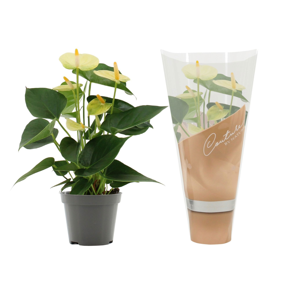 Anthurium Vanilla in Couture sleeve.