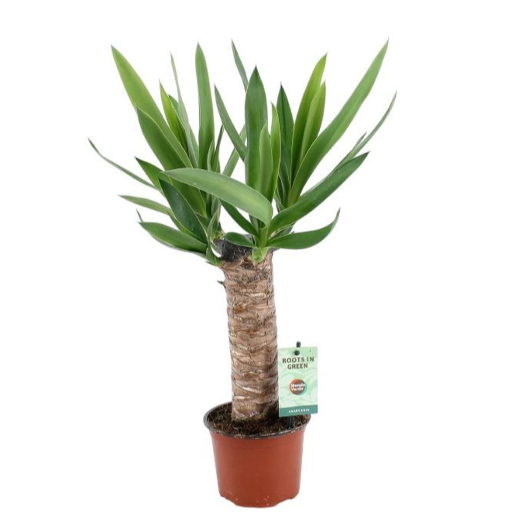 Yucca 25cm Hout 3+ kop.