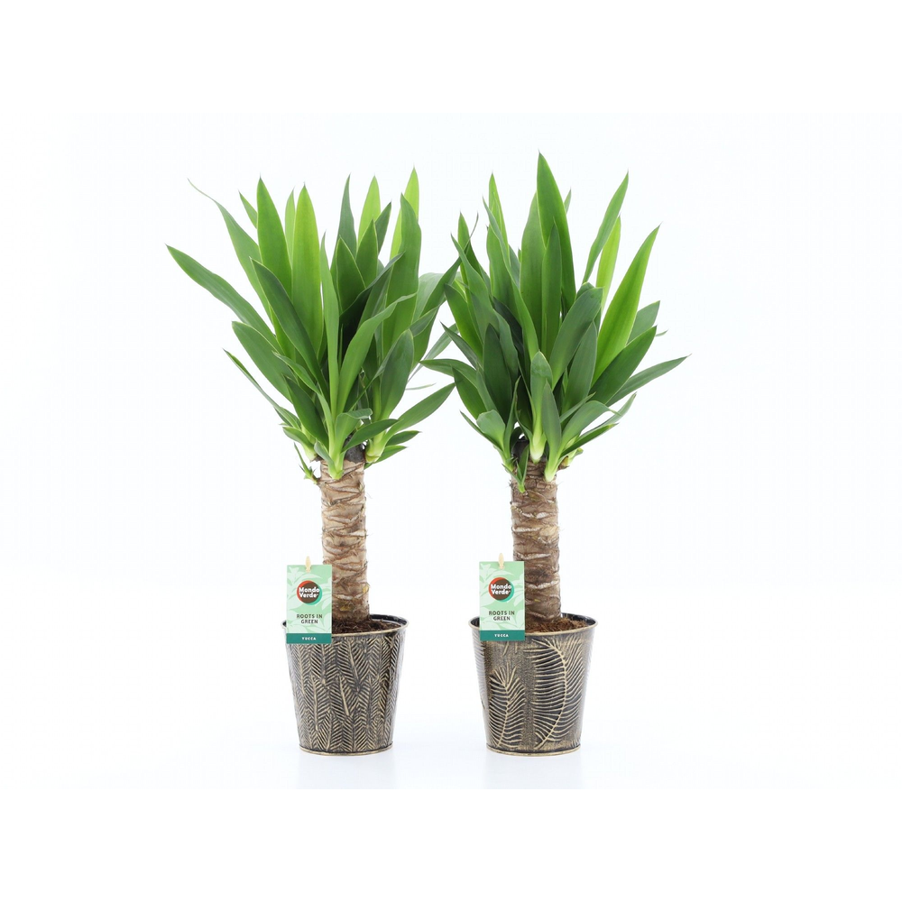 Yucca 25cm Hout 3+ kop in Iron-Leaf.
