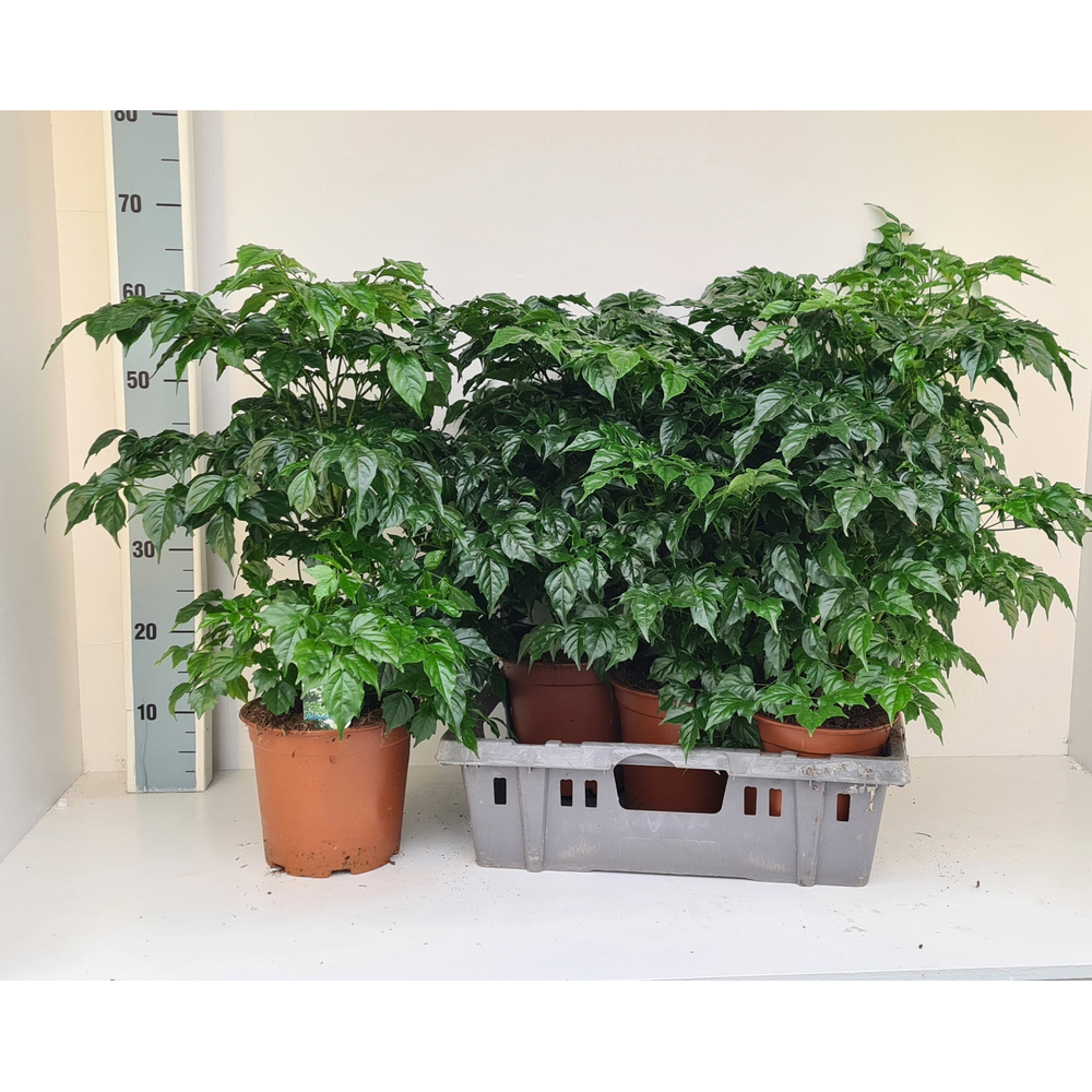 Radermachera sinica.