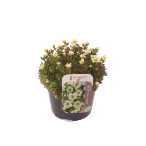 Saxifraga Touran Limegreen.
