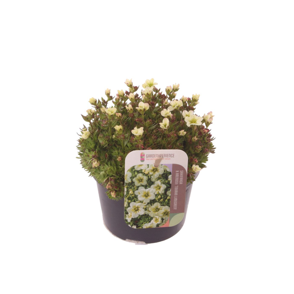 Saxifraga Touran Limegreen.