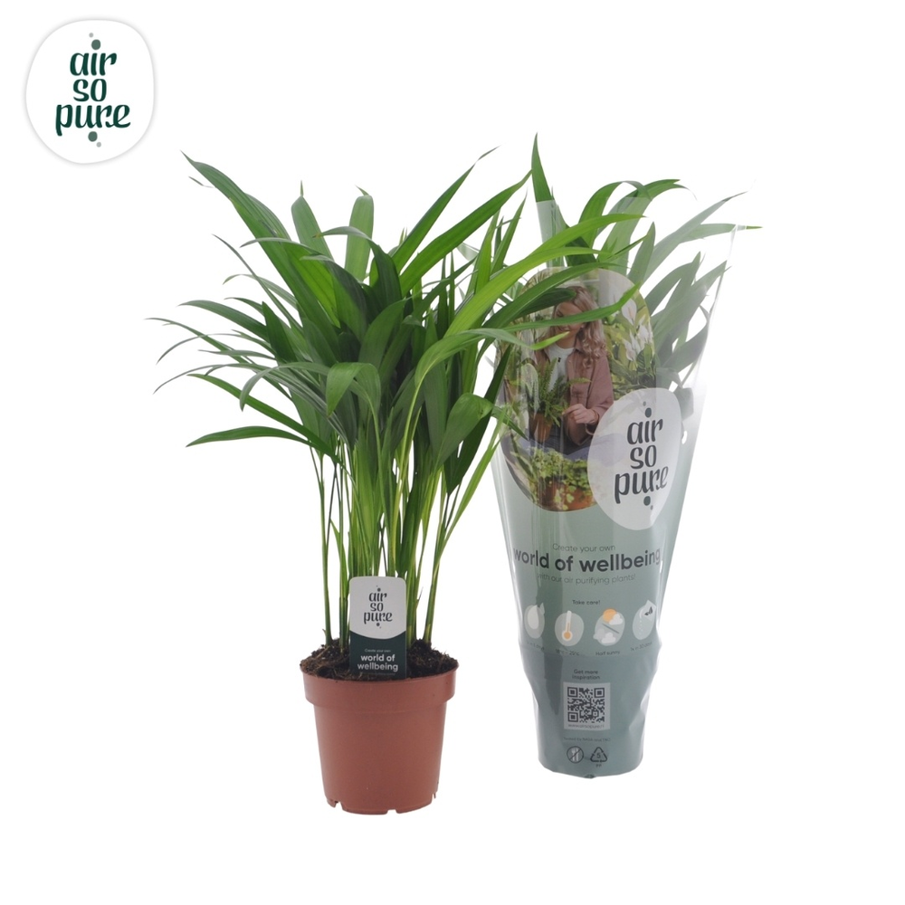 Dypsis lutescens (Areca).