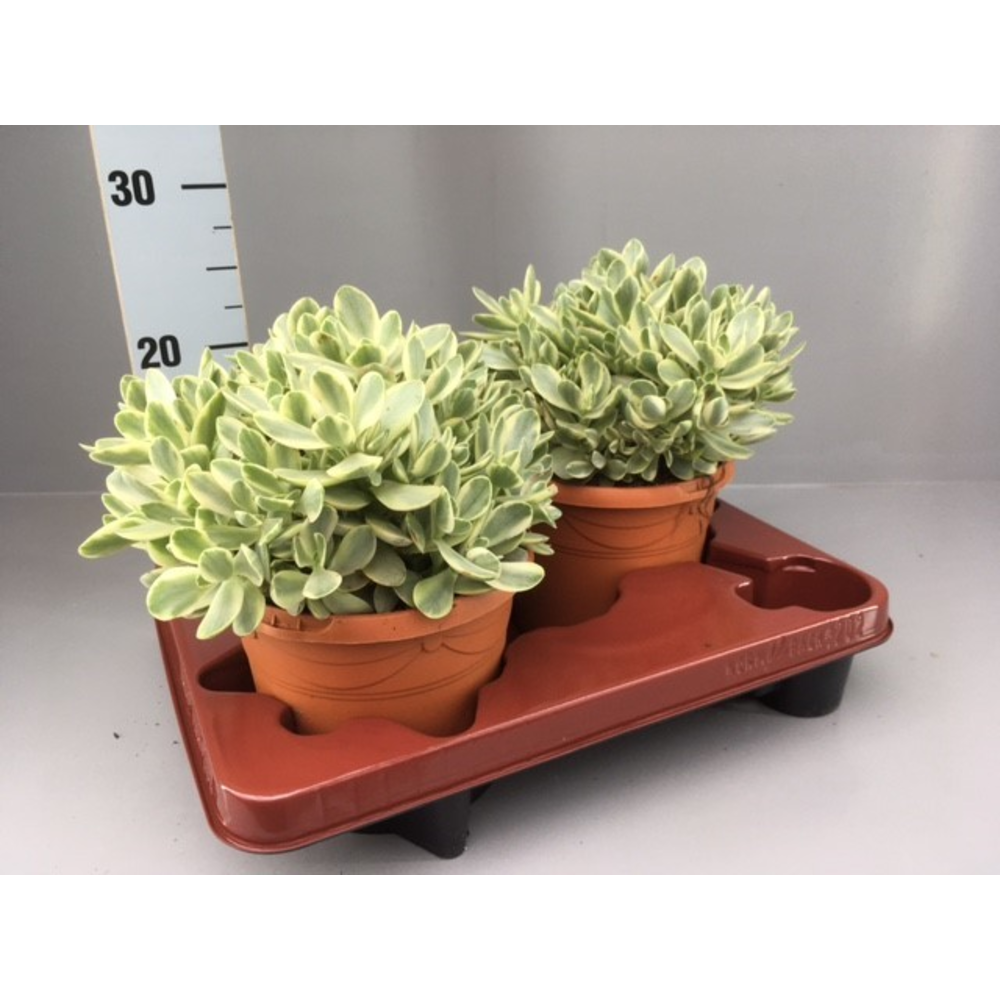 Crassula swaziensis variegata.