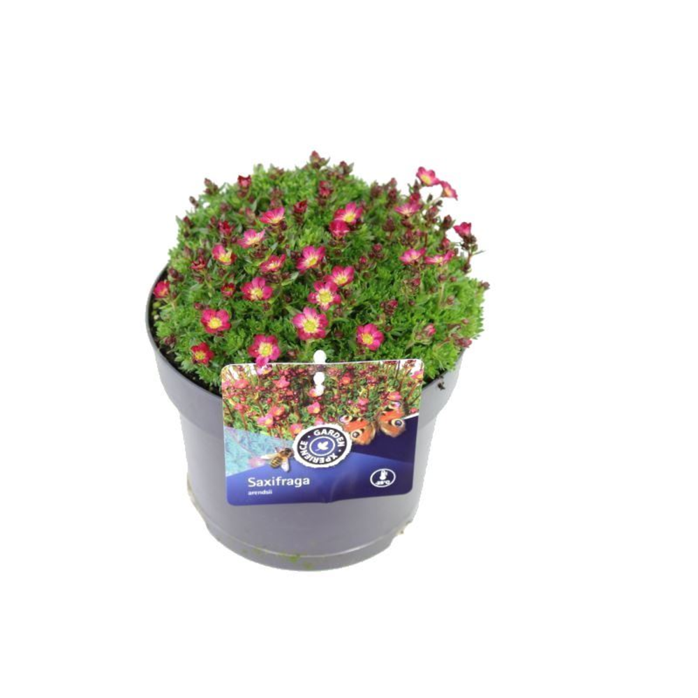 Saxifraga Pixie.