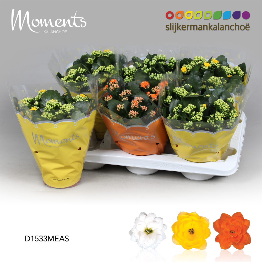 Kalanchoe Moments - Easter Moments.