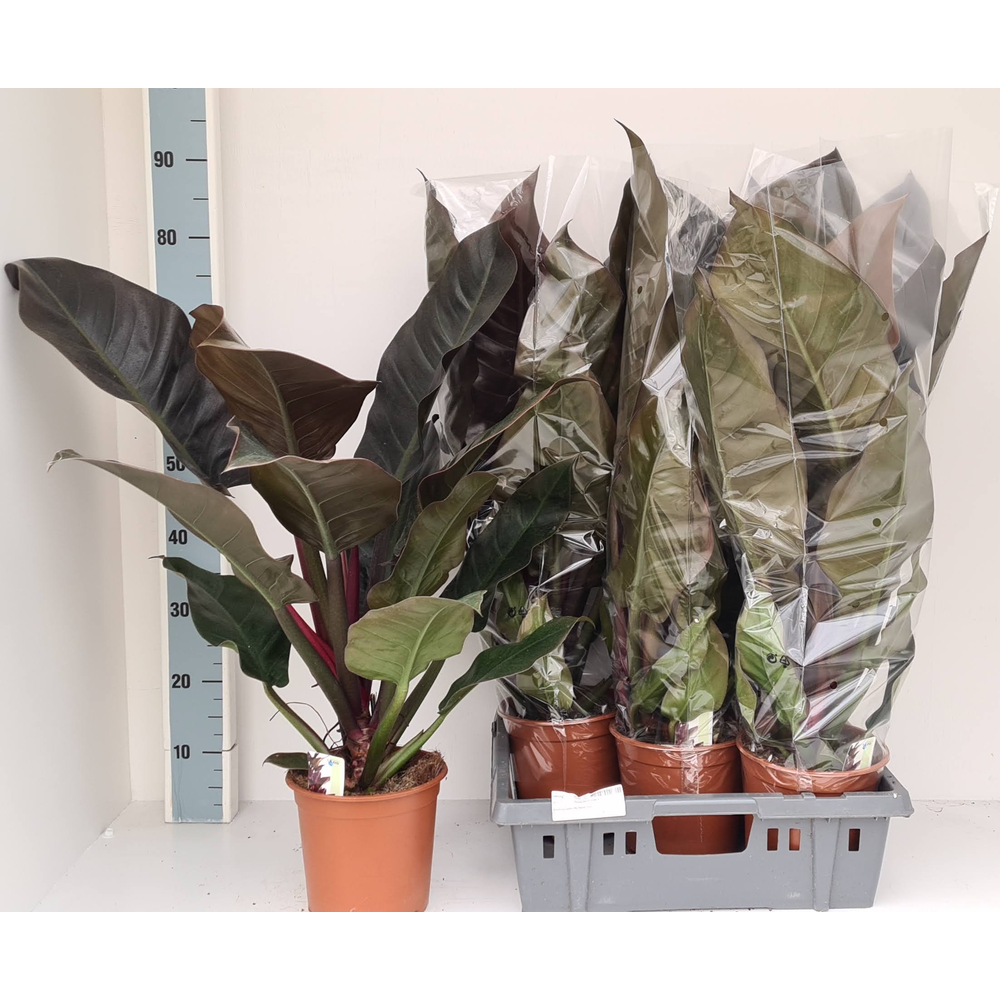 Philodendron Im.Red.