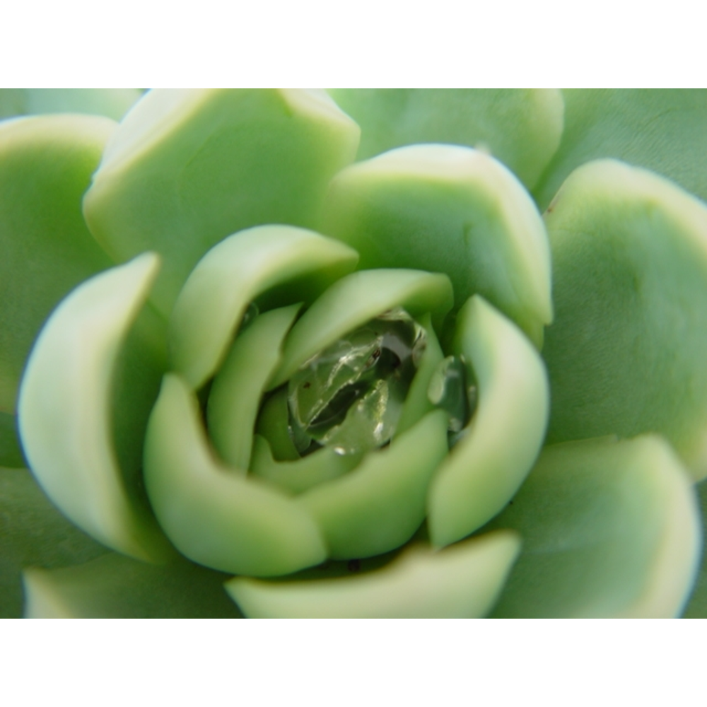 Echeveria elegans.