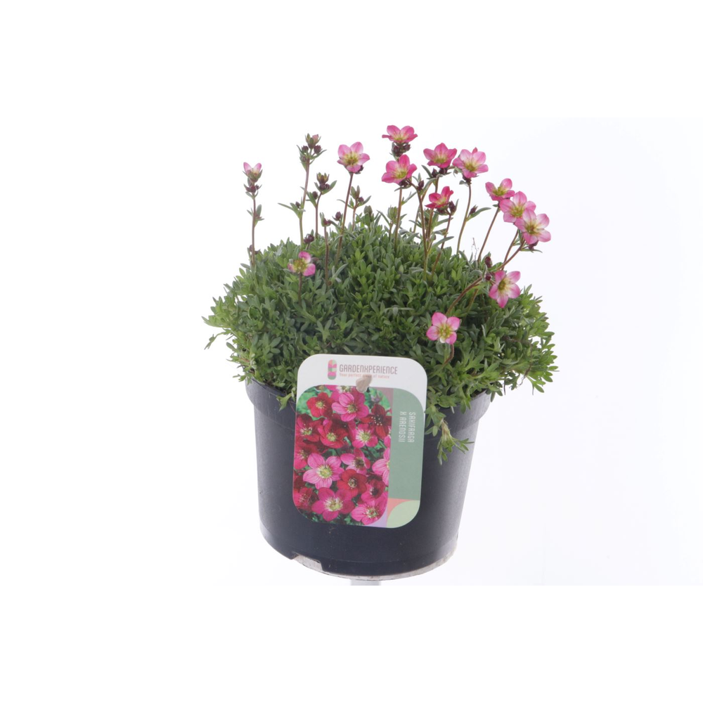 Saxifraga arendsii Peter Pan.