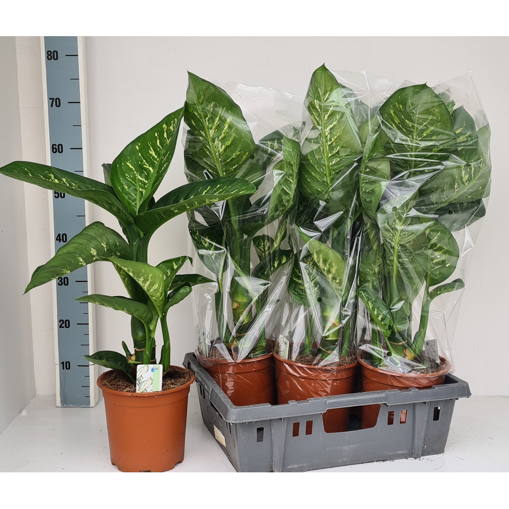 Dieffenbachia Tropic Snow.