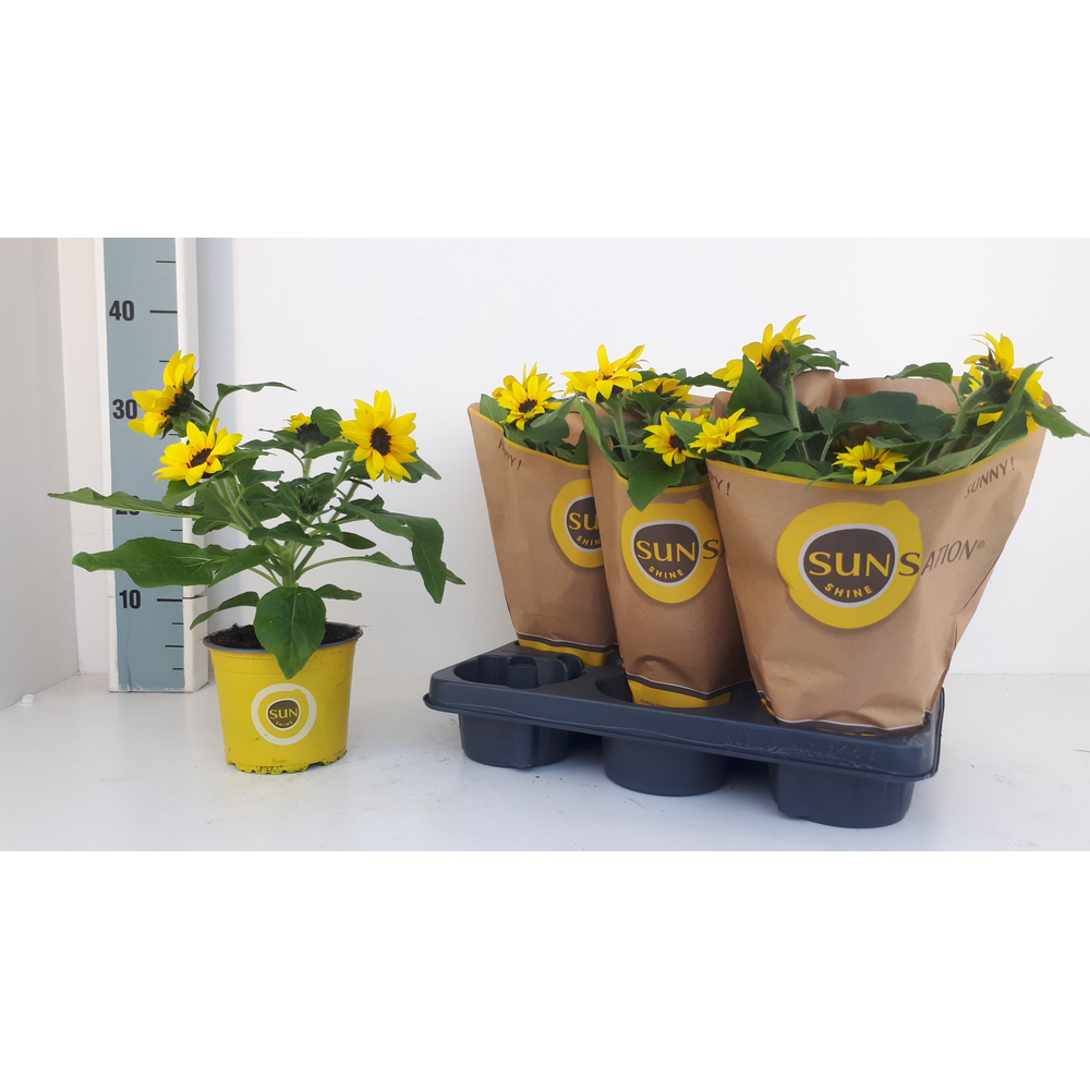 Helianthus Sunsation multiflower.