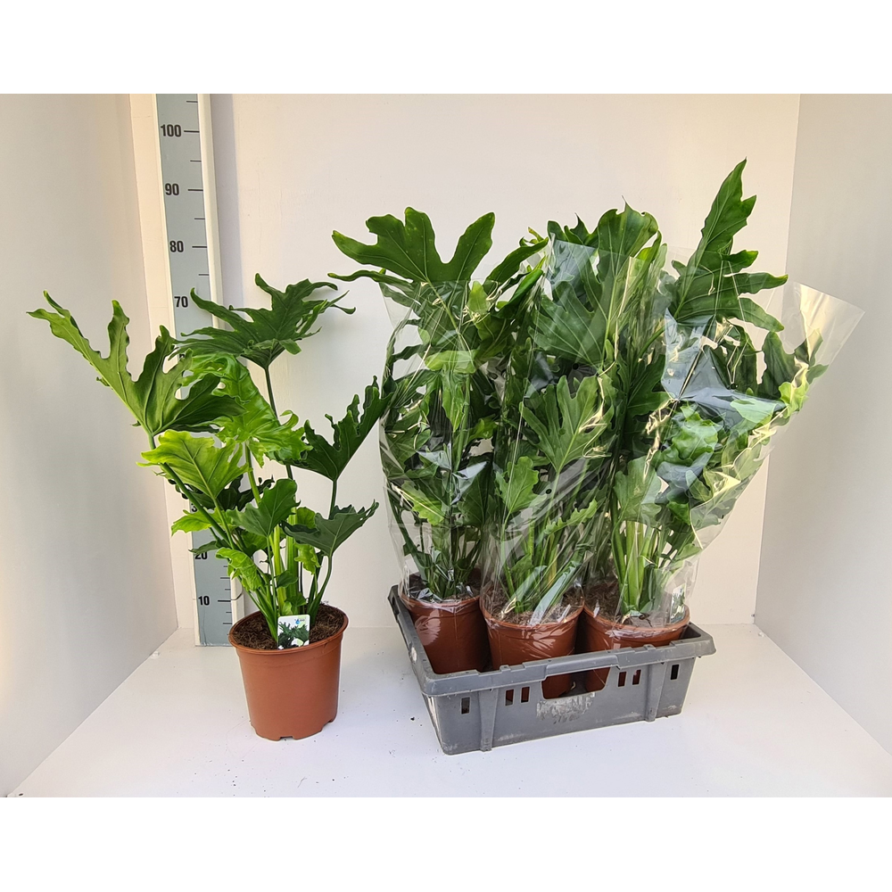 Philodendron selloum hope.