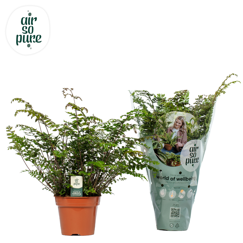 Didymochlaena truncatula - Air So Pure.