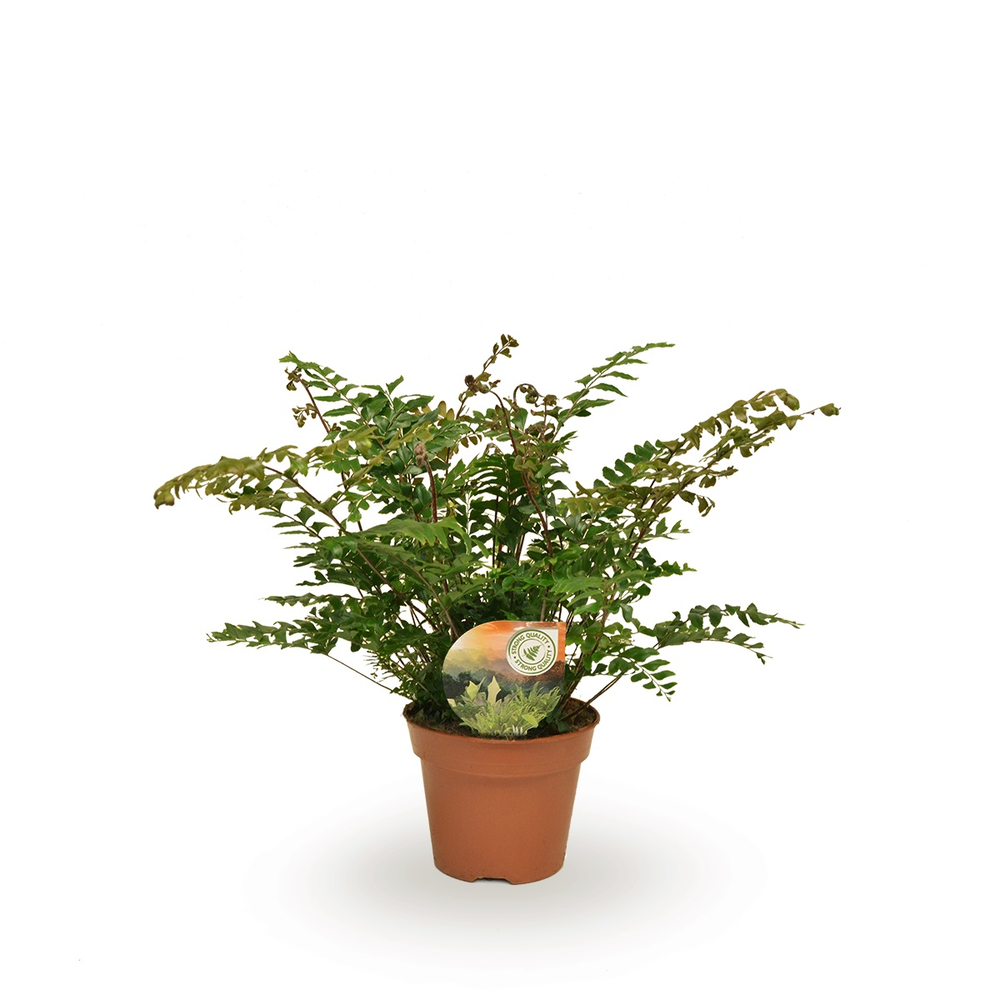 Didymochlaena truncatula.