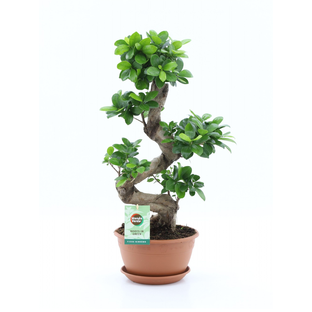 Ficus micr. Ginseng S-type.