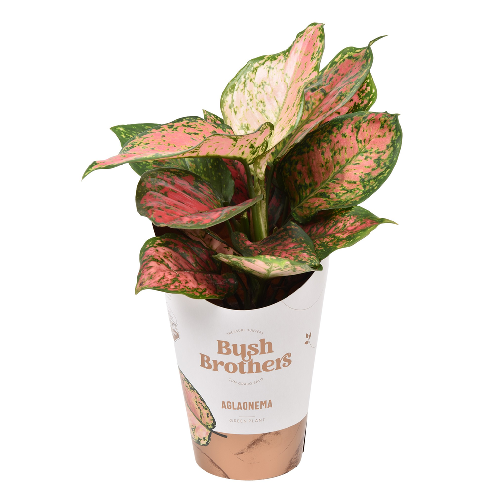 Aglaonema Spotted Star.