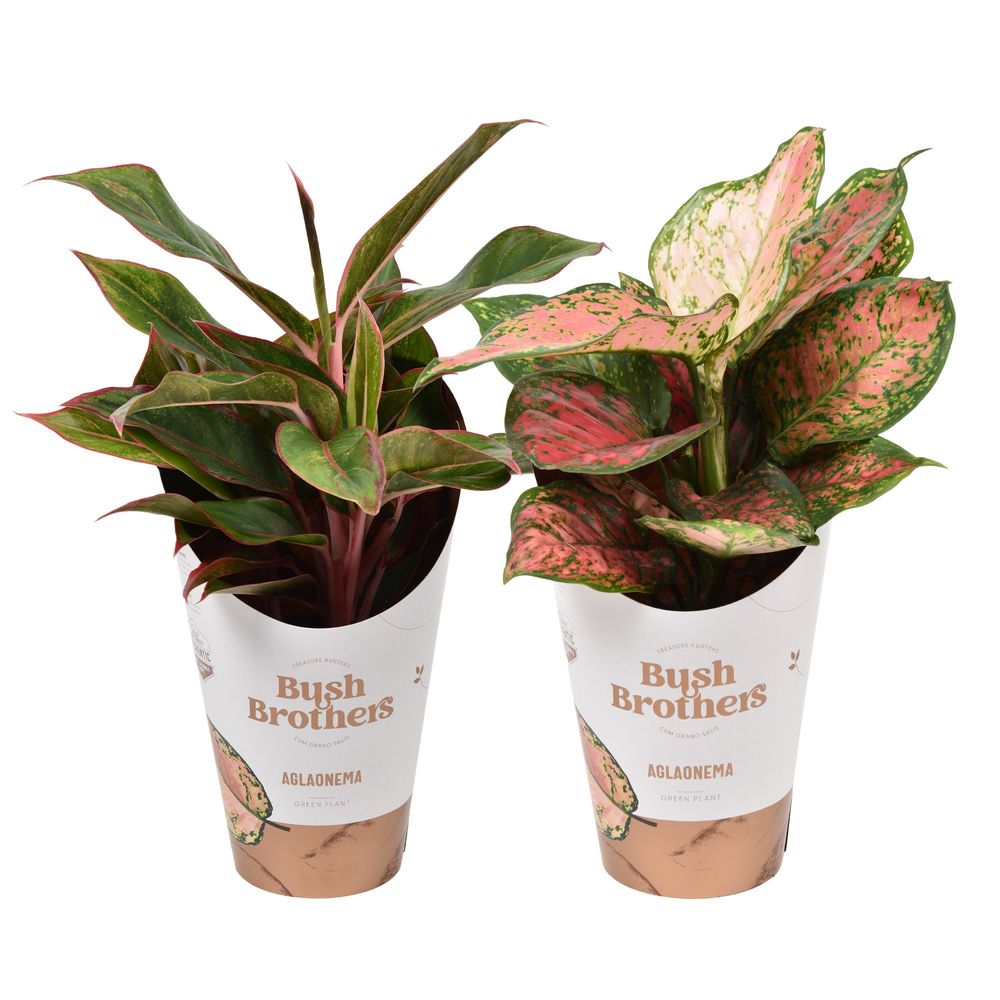 Aglaonema mix Spotted star en Light star.