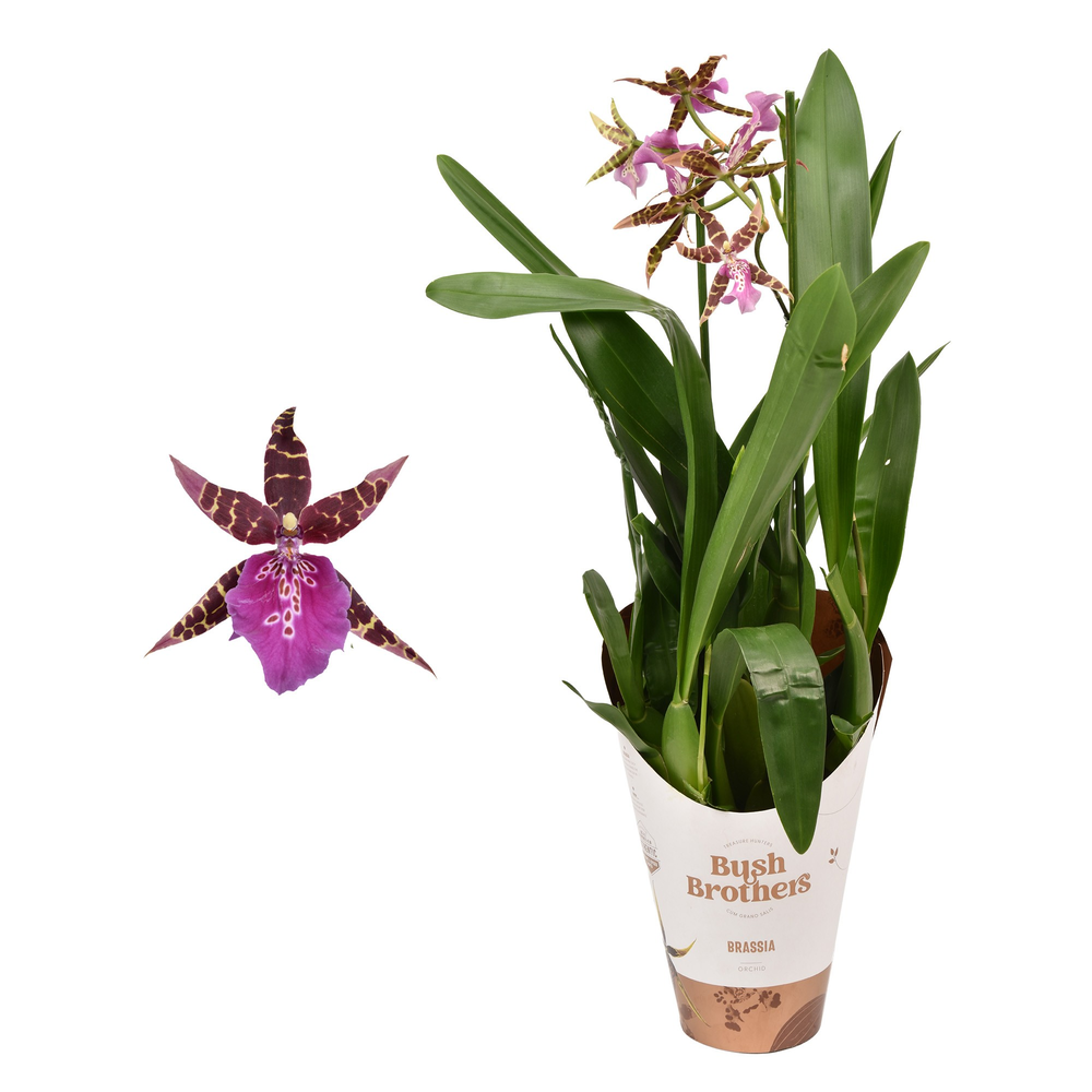 Brassia 'Shelob Tolkien' 1 tak donker 12 cm.