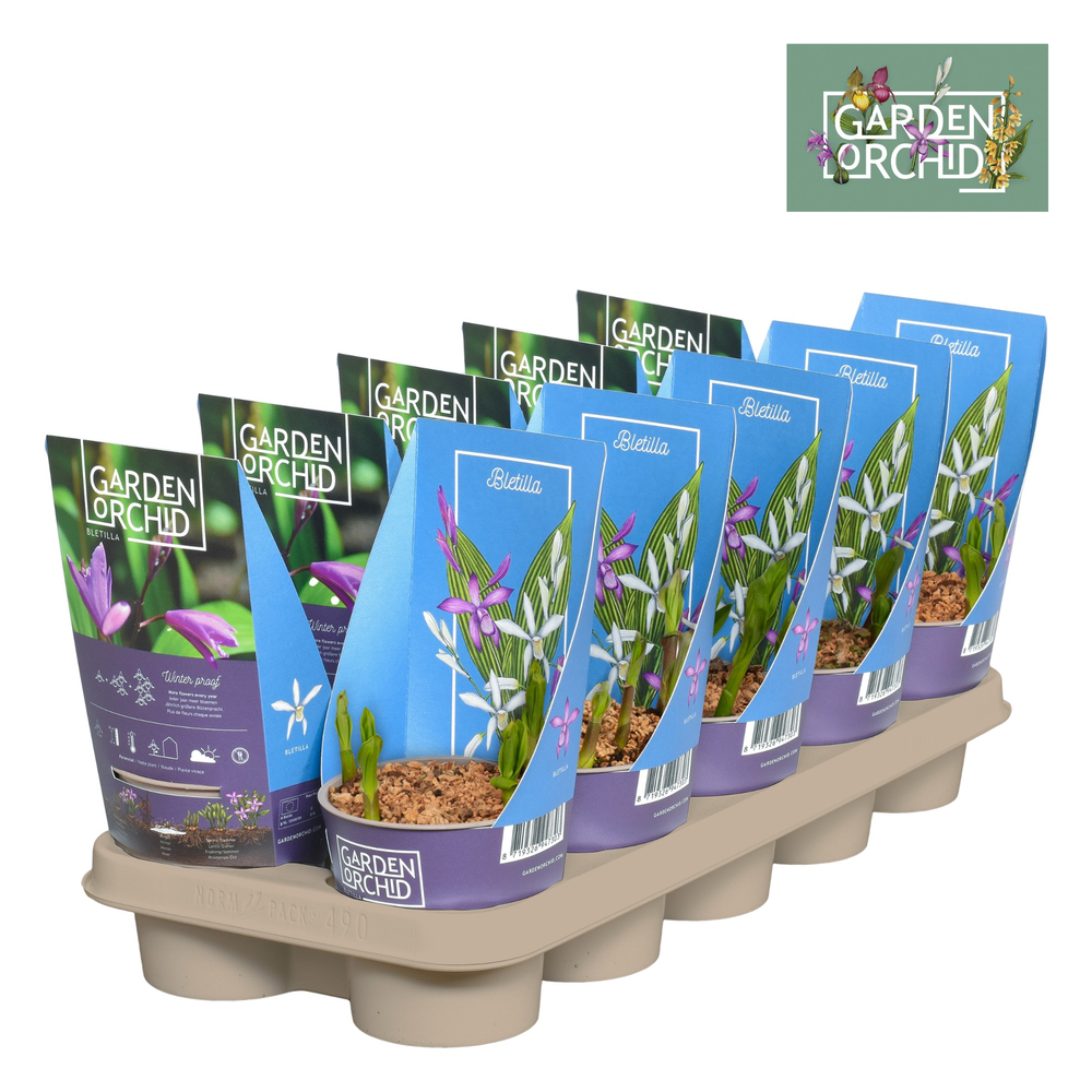 Bletilla met potcover 12 cm 3-5 scheuten.