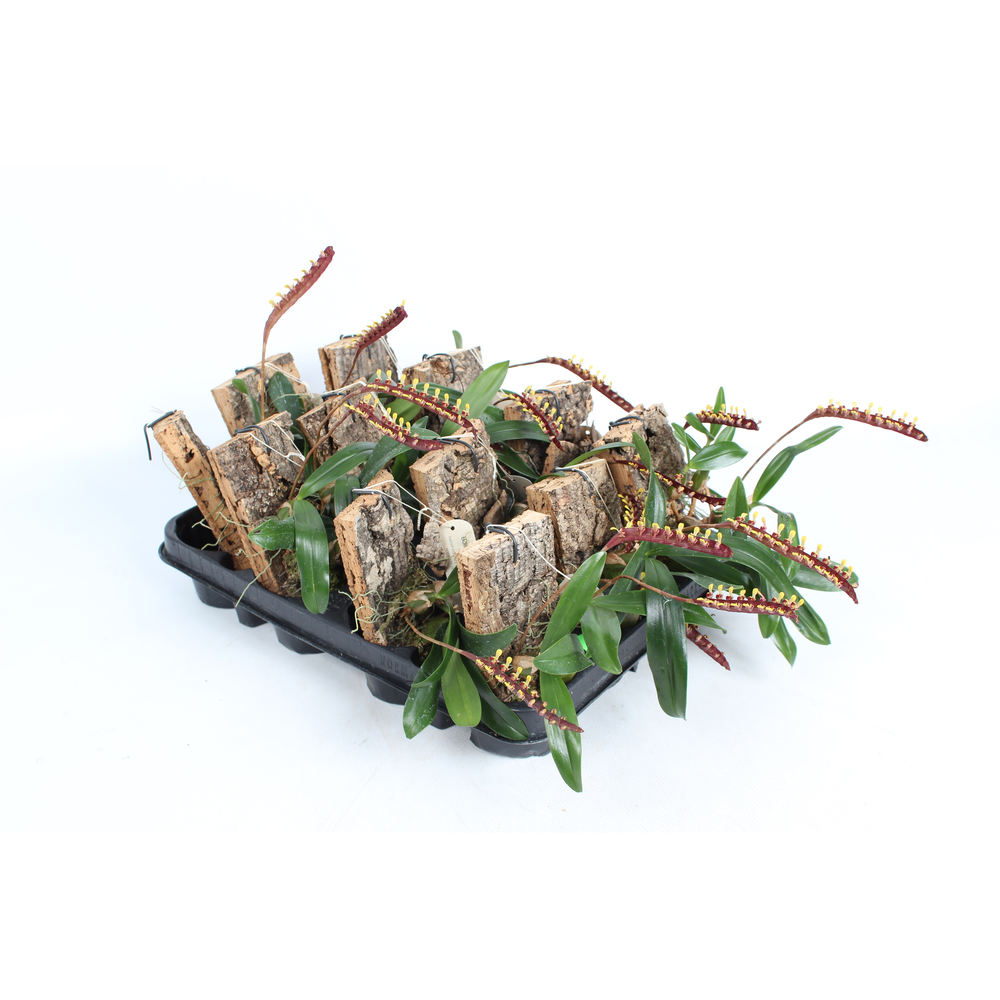 Bulbophyllum Falcatum op kurk.