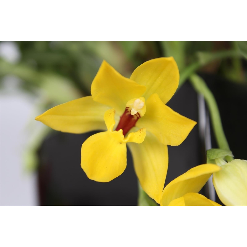 Promenaea Sunlight 9 cm 5+ bloem.