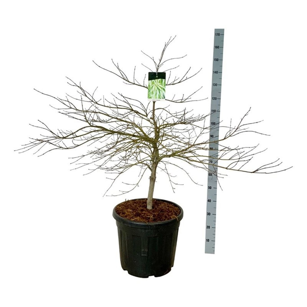 Acer pal. 'Dissectum'.