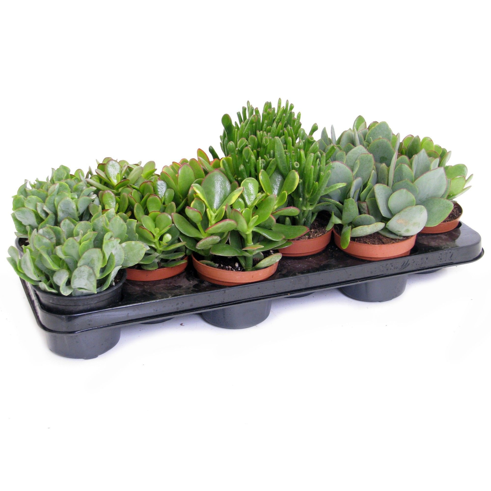 Crassula mix 10,5 cm.